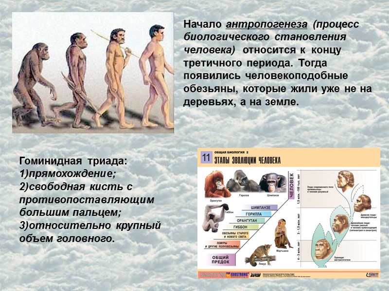 Начало антропогенеза (процесс биологического становления человека)  относится к  концу третичного периода. Тогда